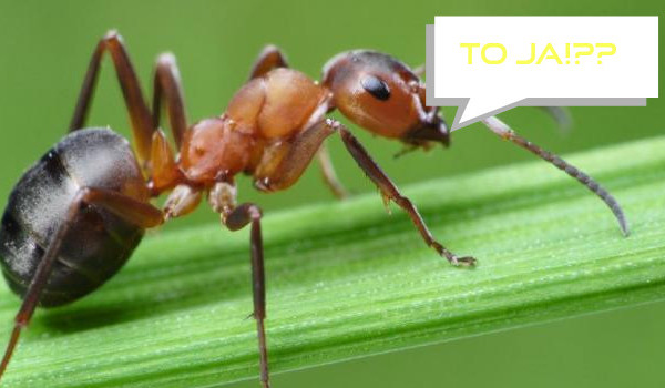 Życie mrówki special #1