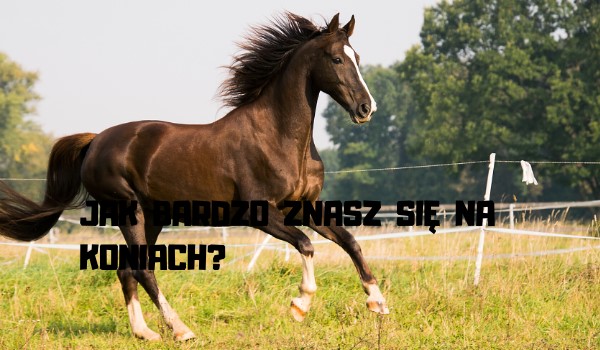 Jak bardzo znasz sie na koniach?