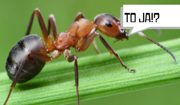 Podróże mrówki special #1