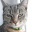 _Bluestar_