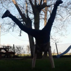schabi_q