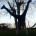 schabi_q