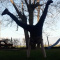 schabi_q