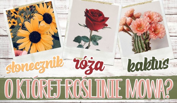 O której roślinie mowa? Słonecznik, kaktus czy róża?