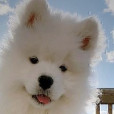 I_love_puppy