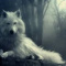Wolf_Psycho