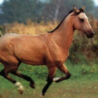 Horseramzes247