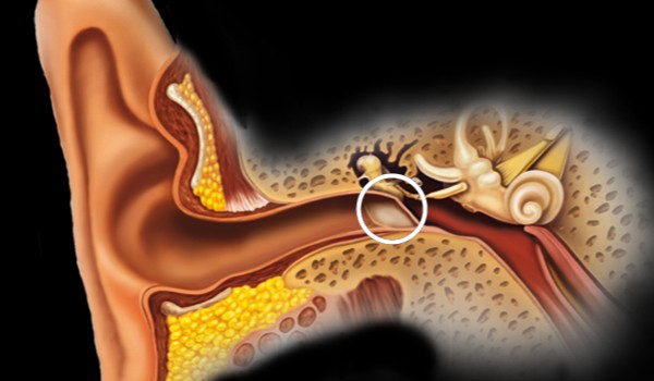 Pozostałe narządy zmysłów-UCHO
