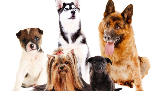 jaką rasą psa jesteś? czyli jakiego psa powinieneś mieć!