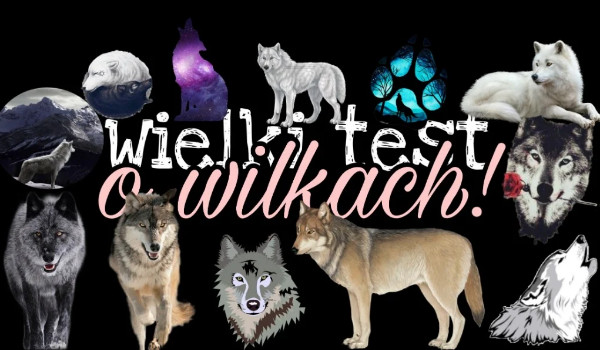 Wielki test o wilkach