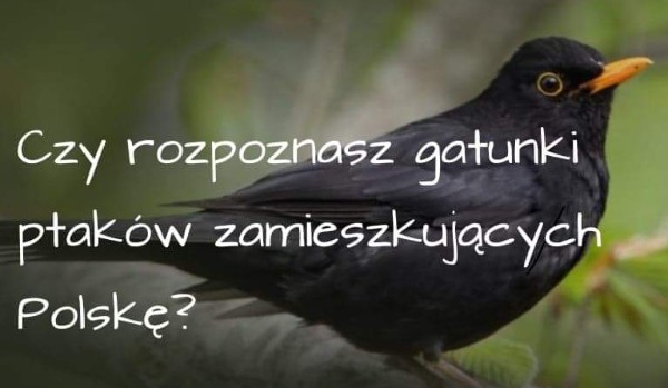 Czy rozpoznasz gatunki ptaków zamieszkujących Polskę?