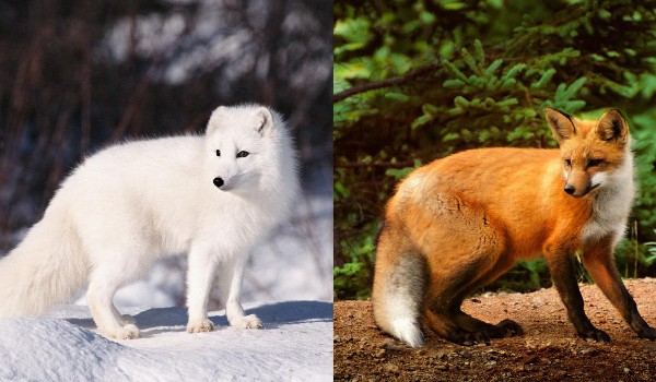 Jesteś bardziej jak lis polarny, lis rudy, czy fenek?