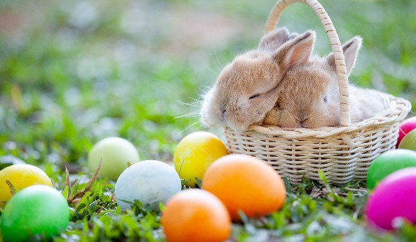 Jakiego czekoladowego króliczka powinnieneś zjeść w Wielkanoc?