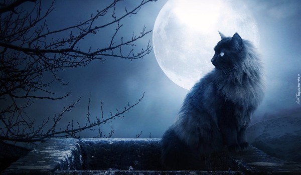 Kot w biasku księżyca
