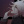 Himedere_ew