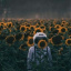 lonely_sunflower_