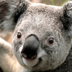 straszna_koala