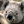 straszna_koala
