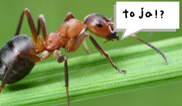 Życie mrówki #3