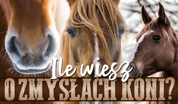 Ile wiesz o zmysłach koni?