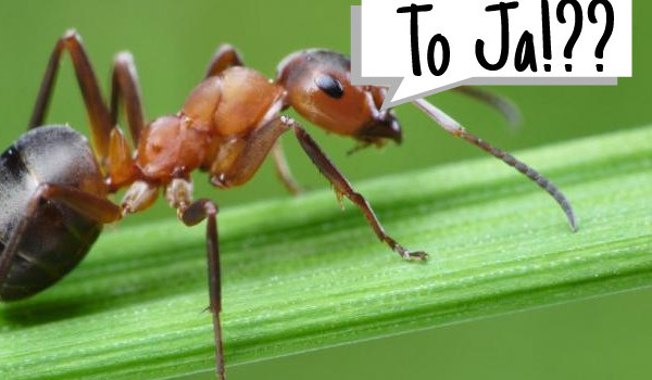 Podróże mrówki #1