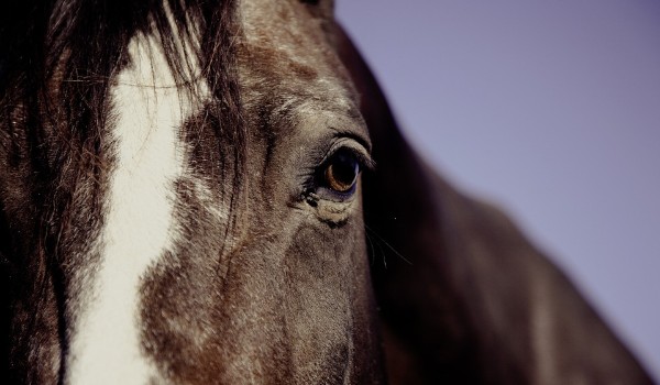 Rozpoznasz rasę konia po fragmencie zdjęcia?