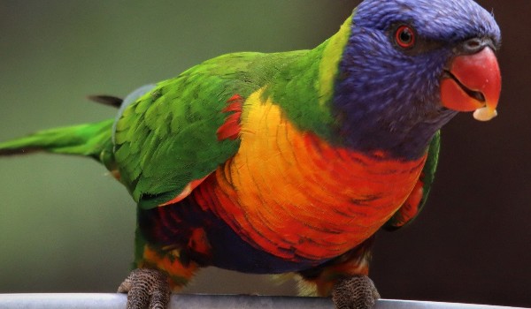 Ile wiesz o ptakach?