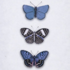 __BUTTERFLY__