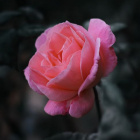 RosesPink