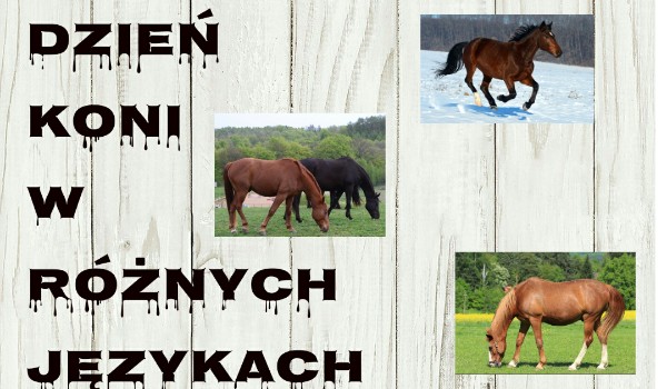 Czy rozpoznasz słowo koń w różnych językach?