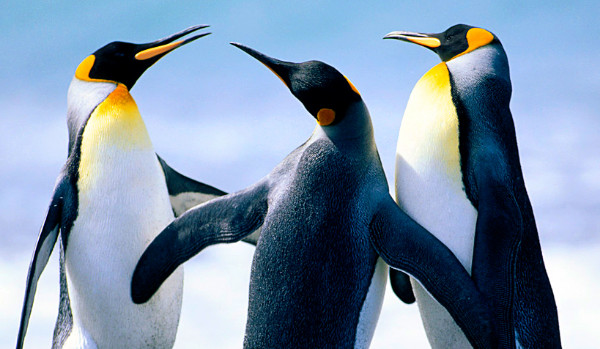 Ile wiesz o pingwinach.