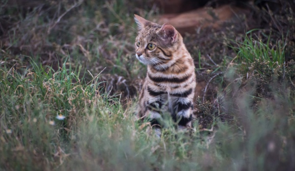 Wojownicy- nowe życie#prolog