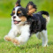 Marley_Cavalier_tricolor