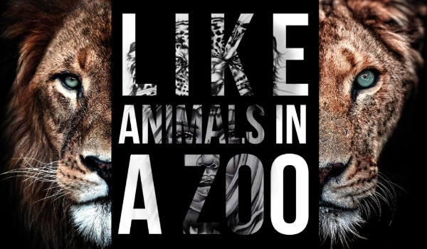 Like animals in a Zoo – Wstęp ½