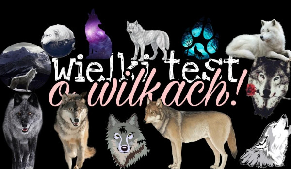 Test o wilkach na czas