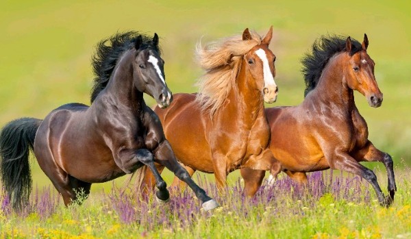 Jaka to rasa konia?