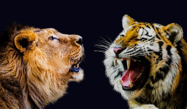 Jesteś jak tygrys, gepard, jaguar czy lew?