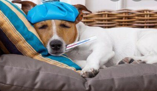 zdrowy czy chory pies?