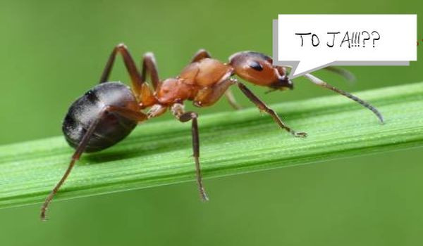 Życie mrówki-prolog