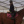 _horses_