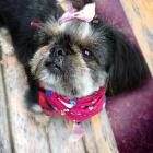 Bella_shihtzu