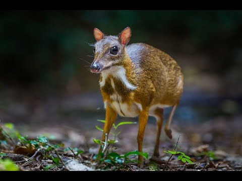 Jak Dobrze Znasz Myszojelenia Samequizy