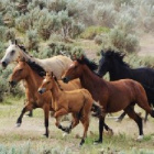 Stajnia_Black_Horse