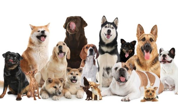 Rozpoznaj rasy psów