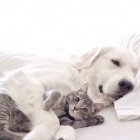 Nie_Hejtuj_Psow_I_Kotow