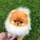 PomeranianPuppy