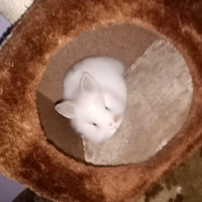 cappuccino34