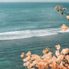 Maju_sia23