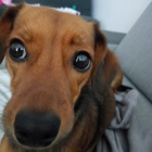 Nelita