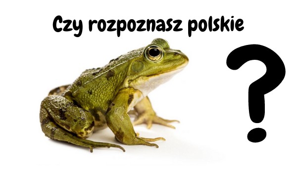 Czy rozpoznasz odmiany żab występujące w Polsce?